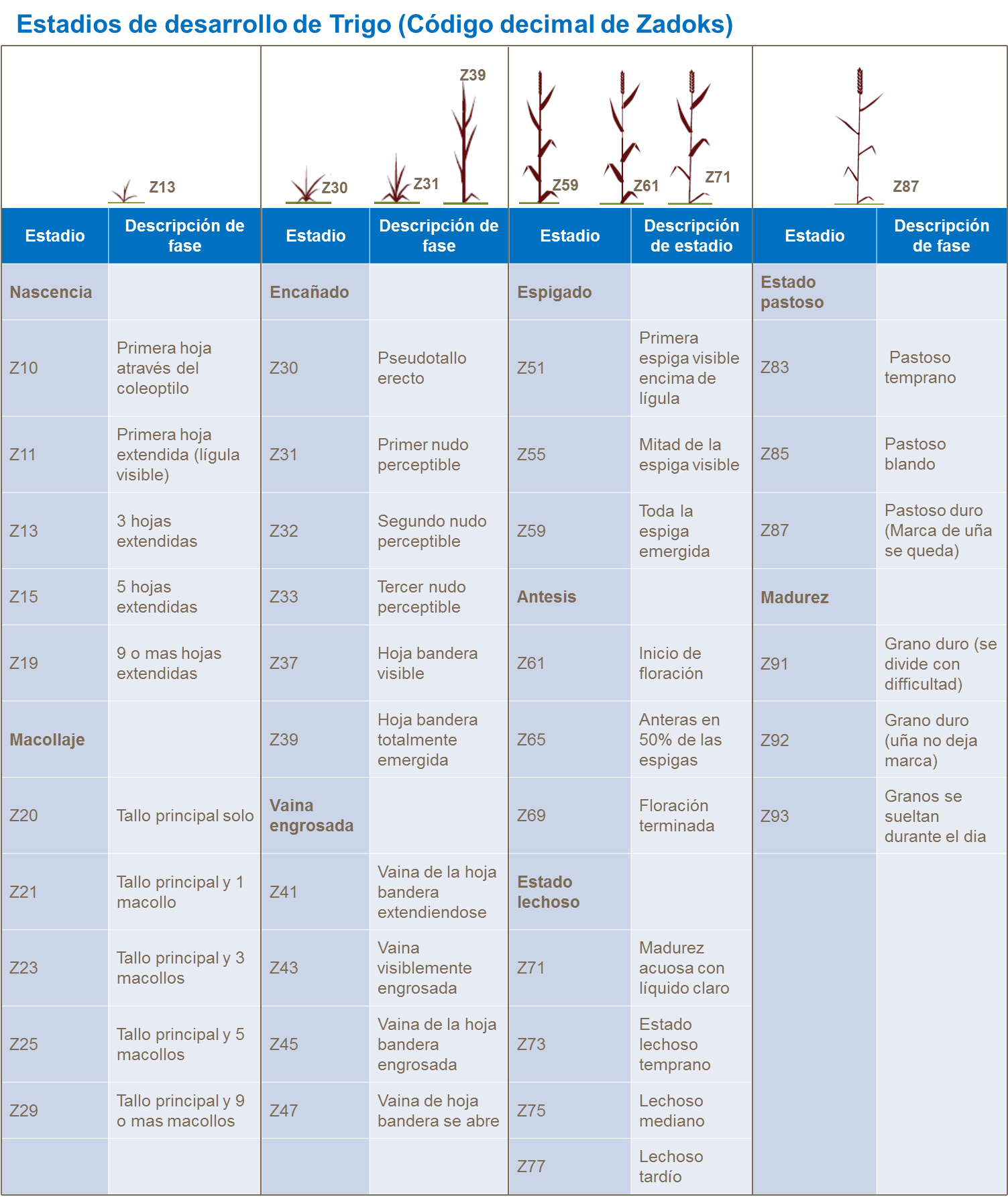 Códigos Zadoks de desarrollo de trigo