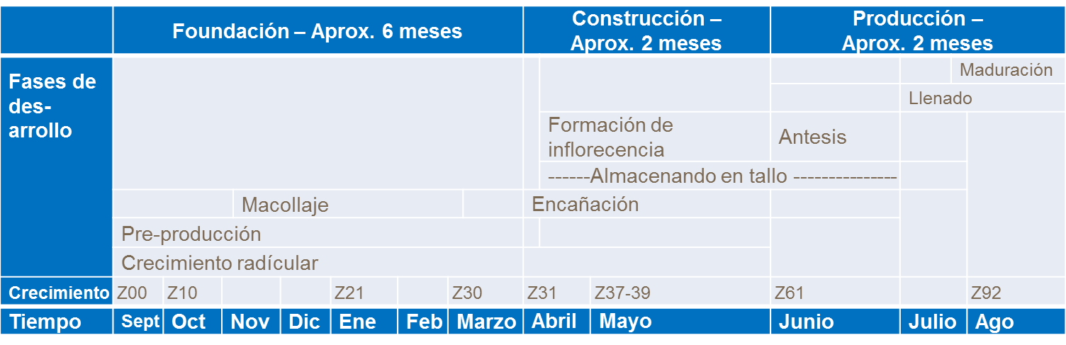 Fases de desarrollo de trigo
