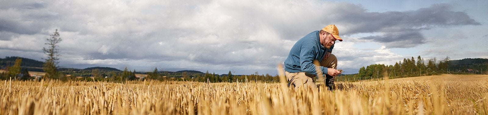 Agricultor controlando el trigo en el campo