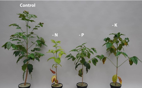 Walter Hernández es el primer agricultor que firma directamente con Yara la compra de abono verde.