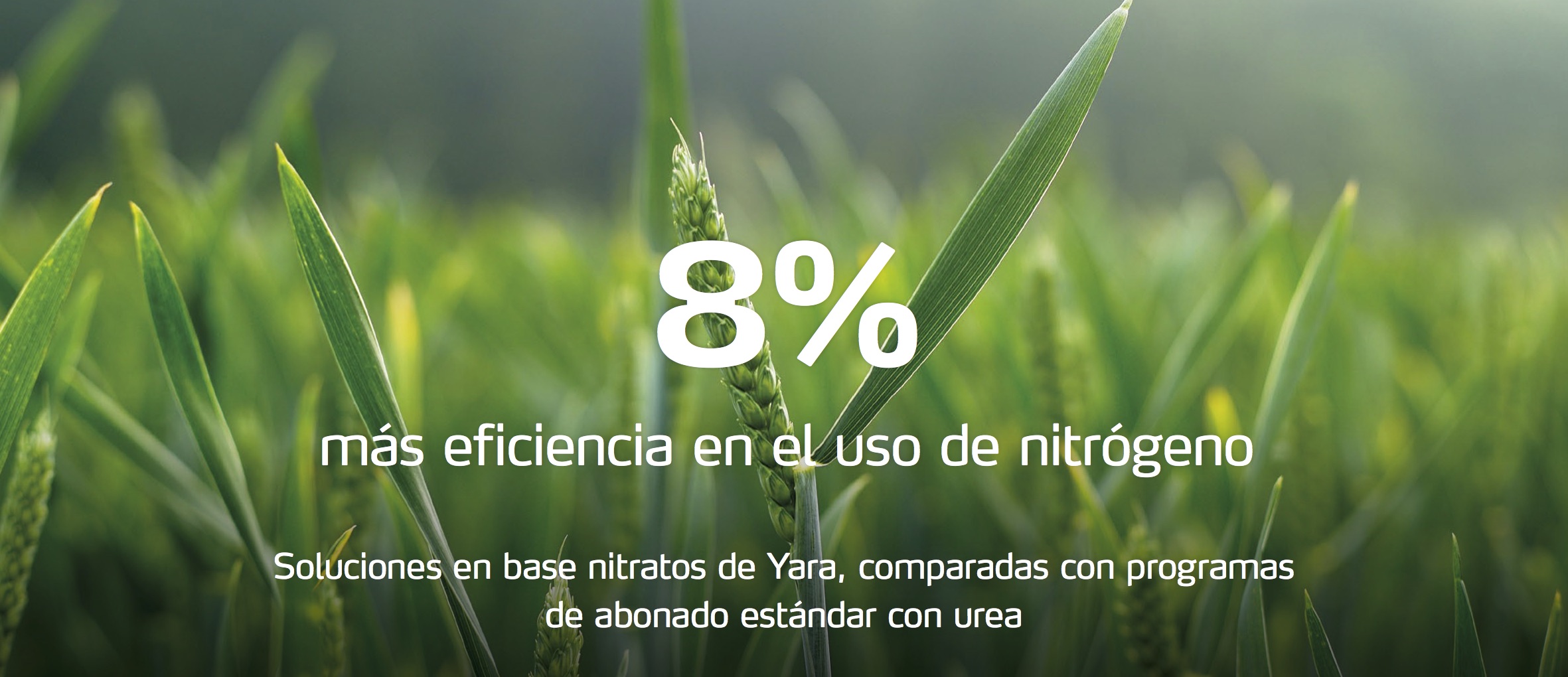 8% higher nitrogen-use efficiency