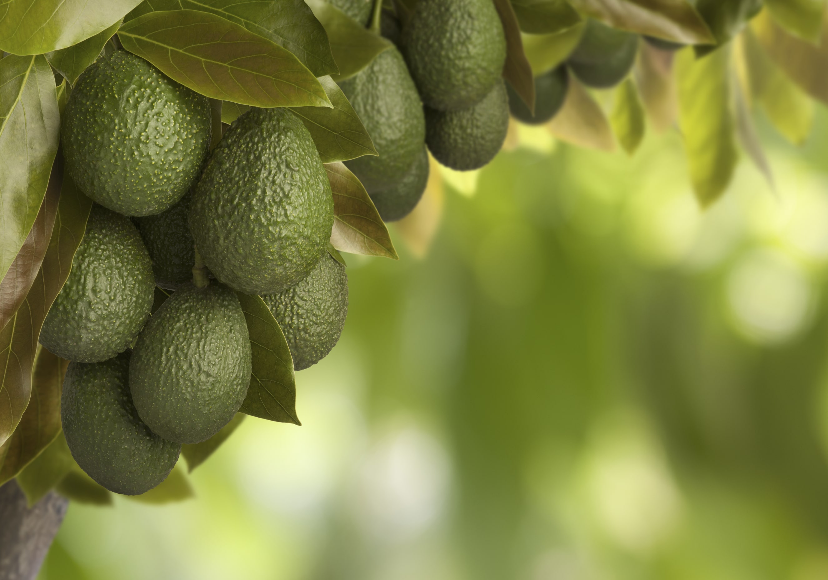 Resumen nutricional de aguacate