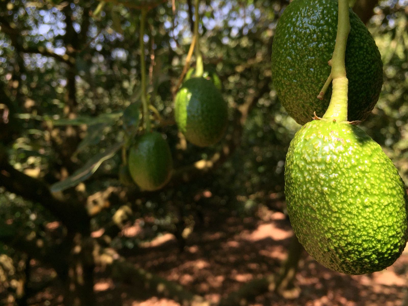 Información esencial