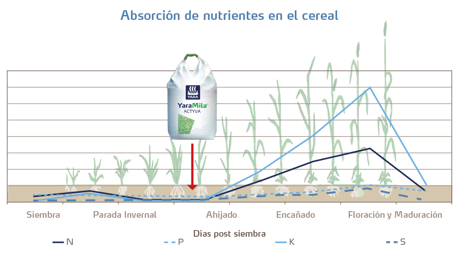 Absorción de nutrientes en cultivo de cereal